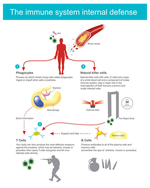 The immune system internal defence.