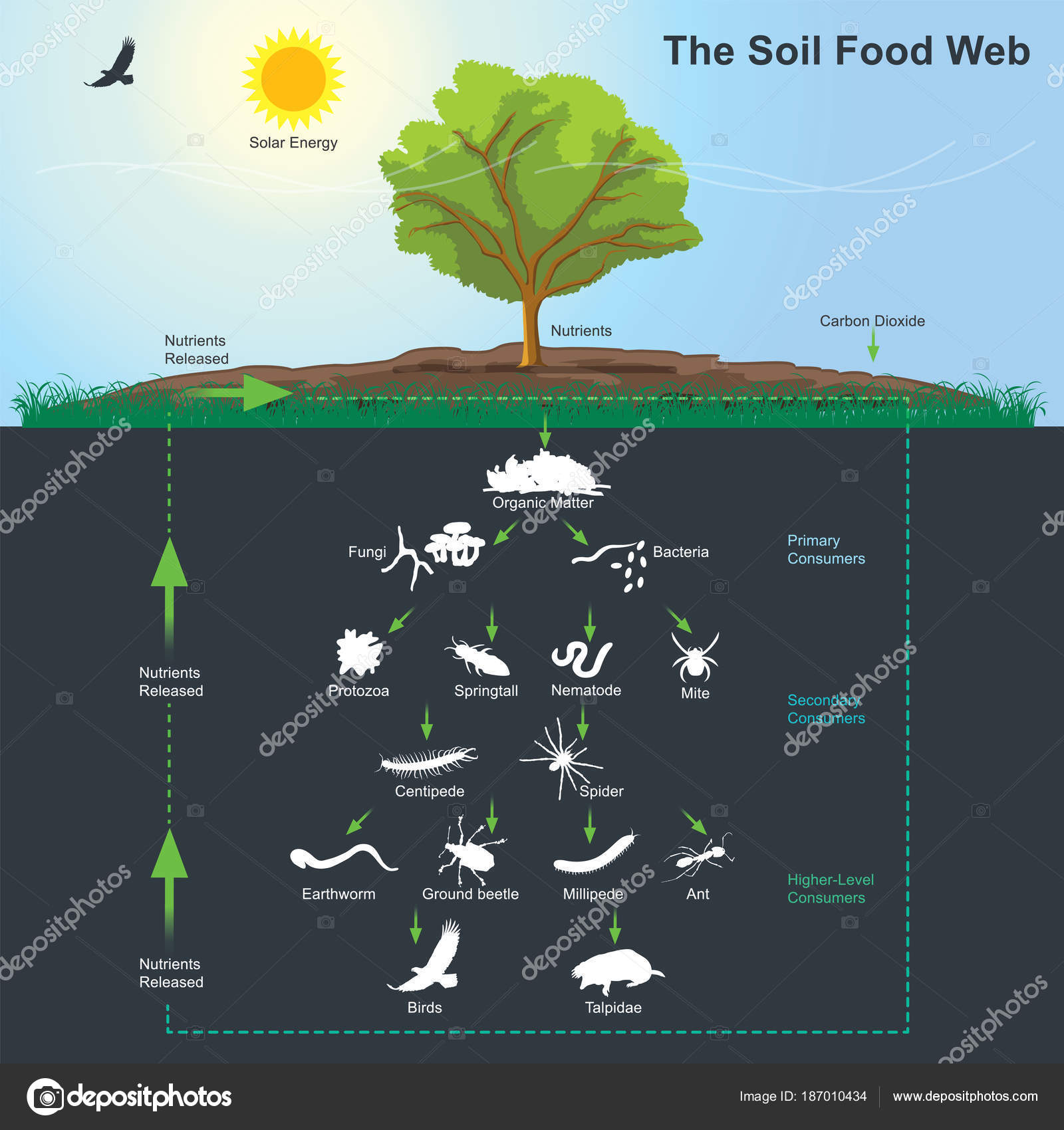 soil food web diagram