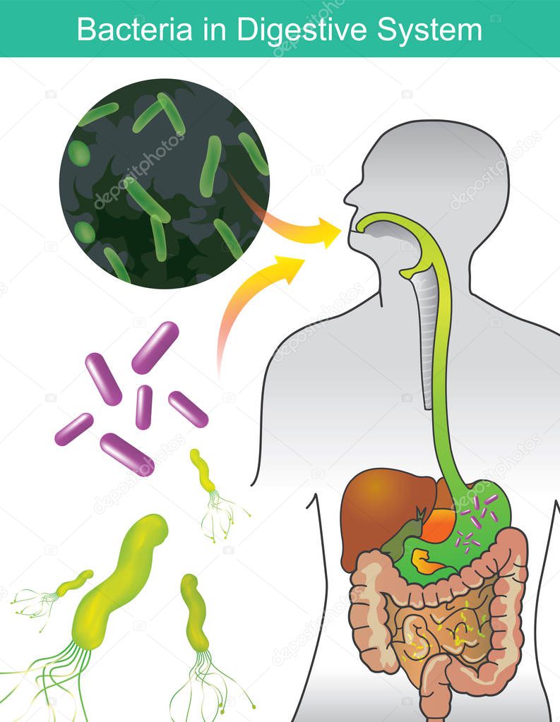 Bacteria in Digestive System. Illustration info graphic. 