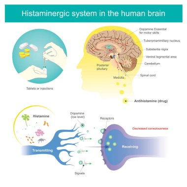 İnsan beyninin Histaminergic sistemi. Histamin illüstrasyon