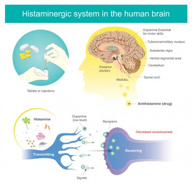 Histaminergic  system in the human brain. Histamine Illustration clipart