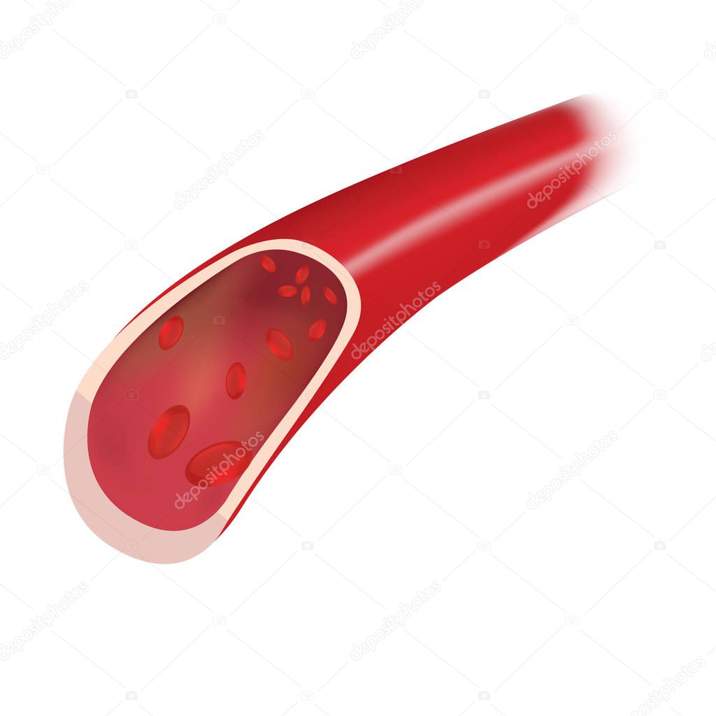 Blood vessel infographic. Illustration white background isolate.