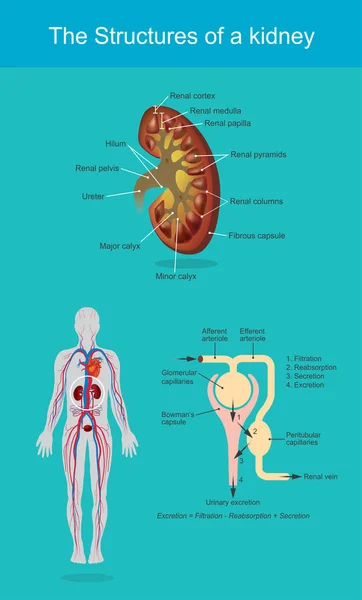 肾脏结构 — 图库矢量图片