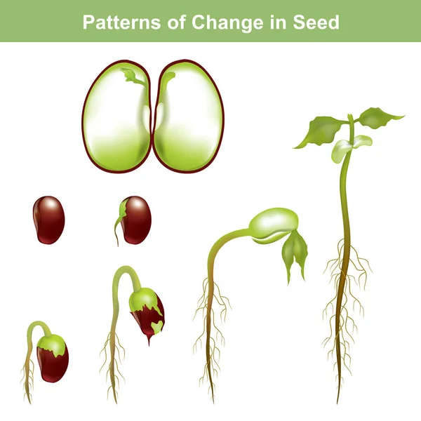 Klíčivost semen. Grafické informace o vzdělání. — Stockový vektor