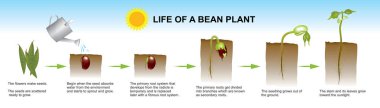 Life of a bean plant. Education info graphic. clipart