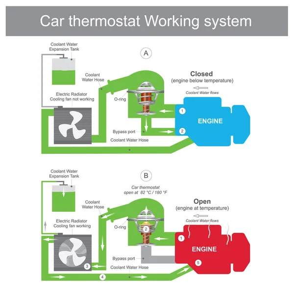 Automotive Cooling System Infographic Diagram Showing Process All Parts