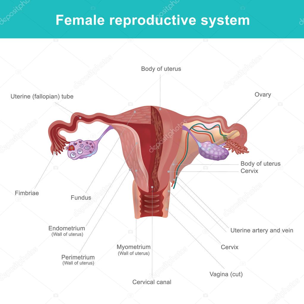 The female reproductive system. — Stock Vector ...