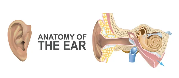 Anatomía de la oreja . — Archivo Imágenes Vectoriales