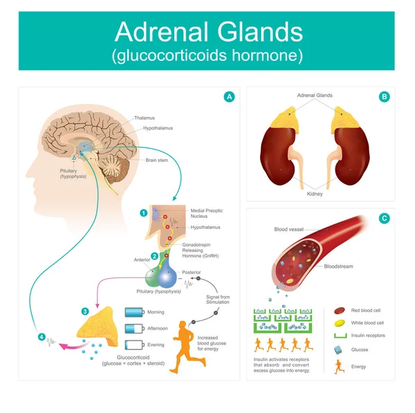 Adrenal Gland glucocorticoids hormone. — Stock Vector