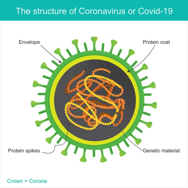 The structure of Coronavirus or COVID-19. Illustration health care and medical
