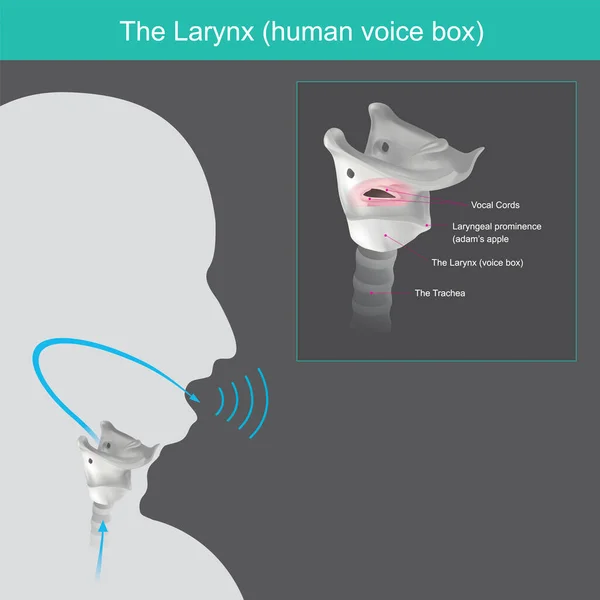 라인스 사람의 목소리를 만들어 장치는 폐속의 공기로부터 의음성 통과하여 부분으로 — 스톡 벡터