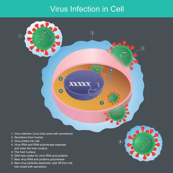 細胞内のウイルス感染 ヒトの分泌感染から細胞や核に侵入するウイルスを説明します — ストックベクタ