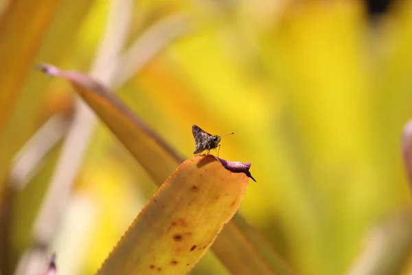 Polilla Voladora Insecto Bruja — Foto de Stock