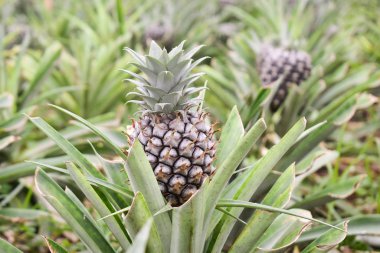 Ananas yetiştiriyor, ananas yetiştiriyor. 