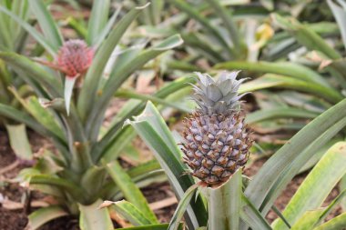 Ananas yetiştiriyor, ananas yetiştiriyor. 
