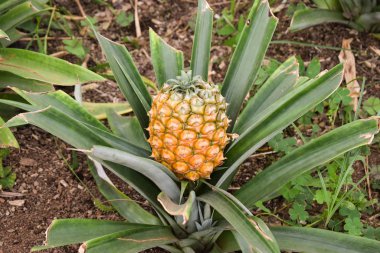 Ananas yetiştiriyor, ananas yetiştiriyor. 