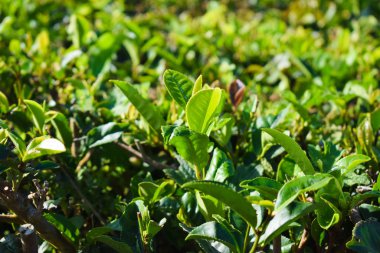 Portekiz 'de çay yaprakları, çay tarlaları, Azorean adaları