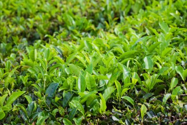 Portekiz 'de çay yaprakları, çay tarlaları, Azorean adaları