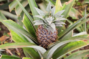 Ananas yetiştiriyor, ananas yetiştiriyor. 