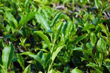 Portekiz 'de çay yaprakları, çay tarlaları, Azorean adaları