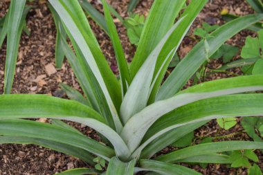 Seradaki ananas bitkileri.