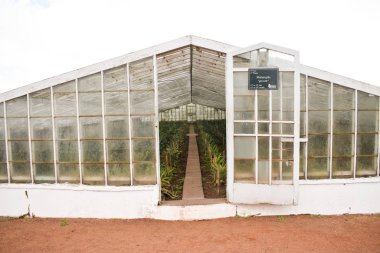 Seradaki Ananas desenleri 