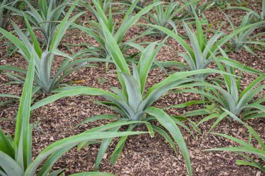 Seradaki ananas bitkileri.