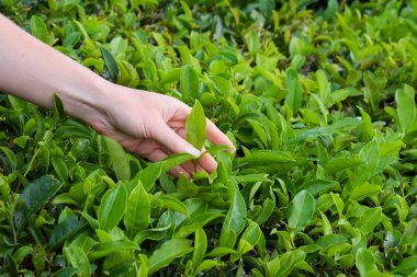 Çay hasadı, kapalı, eller yaprakları topluyor.