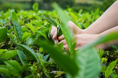 Çay hasadı, kapalı, eller yaprakları topluyor.