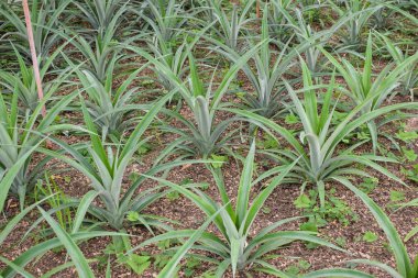 Seradaki ananas bitkileri.