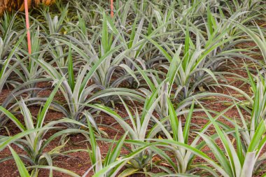 Seradaki ananas bitkileri.