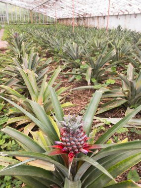 Seradaki ananas bitkileri.