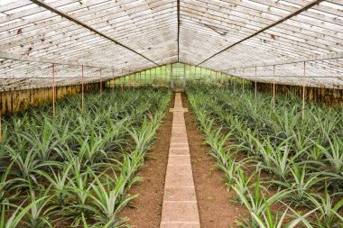 Seradaki Ananas desenleri 