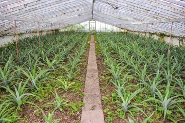 Seradaki Ananas desenleri 