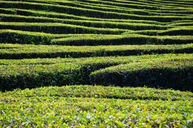Azorean adasındaki çay tarlaları 