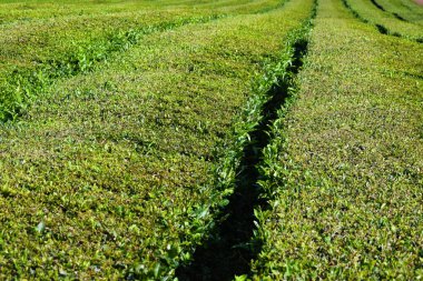 Azorean adasındaki çay tarlaları 
