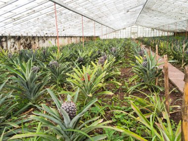 Seradaki ananas bitkileri.