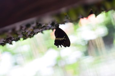 Bali 'deki kelebek bahçesinde yeni doğmuş kelebekler 