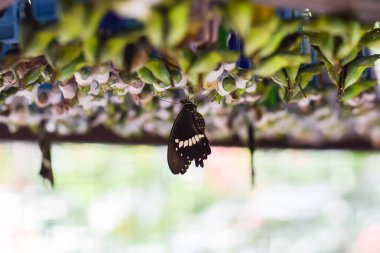 Bali 'deki kelebek bahçesinde yeni doğmuş kelebekler 