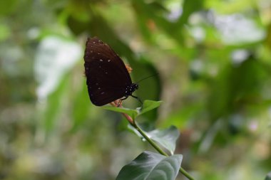 Çiçeğin üzerinde oturan yeni doğmuş kelebek