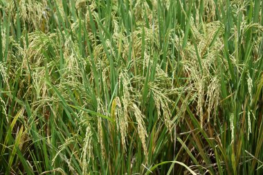 Bali 'nin kırsal bölgelerindeki pirinç tarlaları