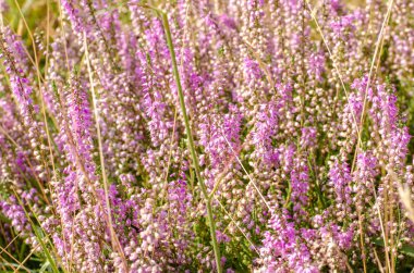 Heather doğa arka plan üzerinde.