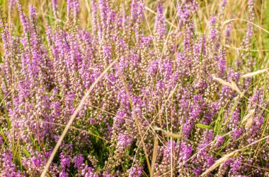 Heather doğa arka plan üzerinde.