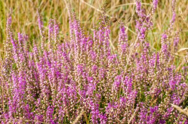 Heather doğa arka plan üzerinde.
