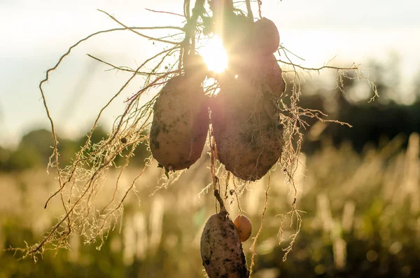A bush of young fresh potatoes — Stock Photo, Image