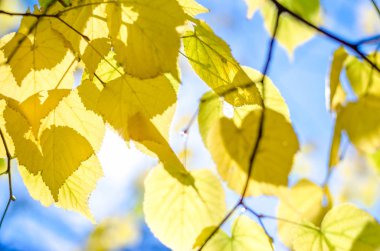 Sunbeam sonbahar ile kalp ile mavi gökyüzü arka plan üzerinde bırakır ve bulanık ağaçlar bırakır. Sonbahar sezonu kavramı. Sonbahar arka plan.