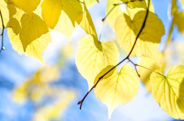 Sunbeam sonbahar ile kalp ile mavi gökyüzü arka plan üzerinde bırakır ve bulanık ağaçlar bırakır. Sonbahar sezonu kavramı. Sonbahar arka plan.