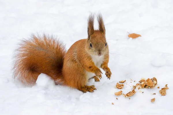 Закройте Симпатичную Красную Скумбрию Поедающую Орехи Снегу Зимнем Лесу Смешная — стоковое фото