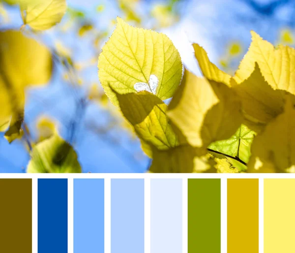 Color matching palette with complimentary colour swatches. Sunbeam through  autumn leaves with heart on the blue sky background.