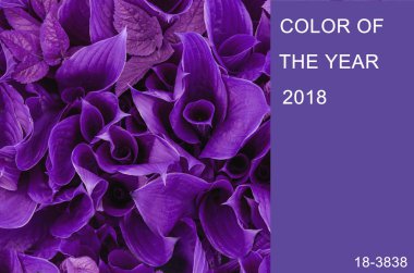 Son moda renk kavramı. Ultra mor renkle ayarla.